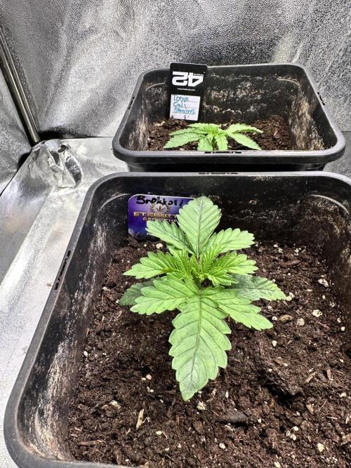 Eternity Cup 26 Zamnesia StickyBroccoli. Week 2