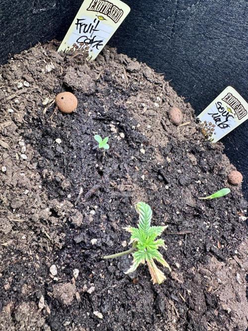 Eternity Cup 26 Zamnesia StickyBroccoli. Week 2