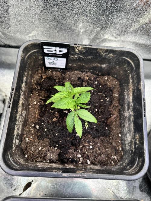 Eternity Cup 26 Zamnesia StickyBroccoli. Week 2