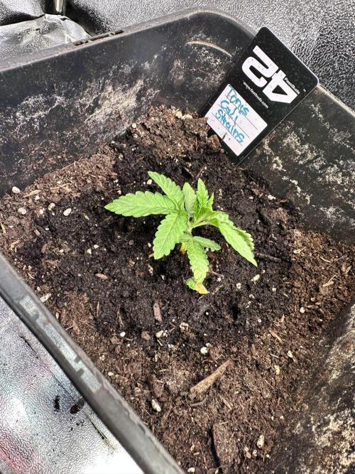 Eternity Cup 26 Zamnesia StickyBroccoli. Week 2