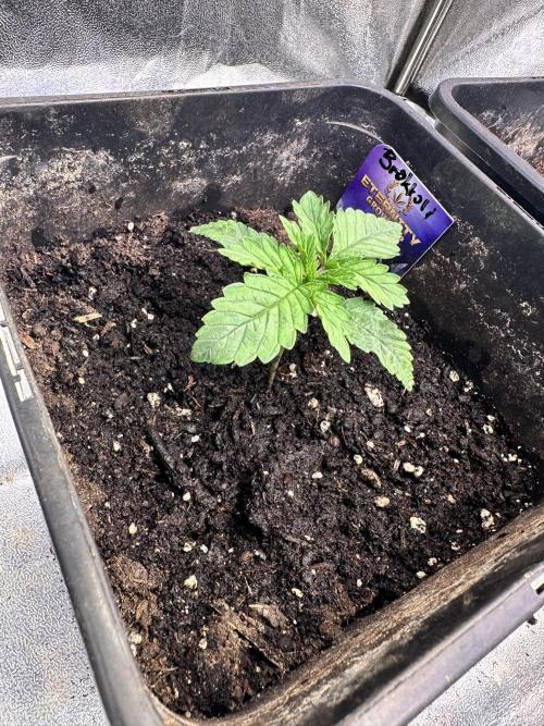 Eternity Cup 26 Zamnesia StickyBroccoli. Week 2