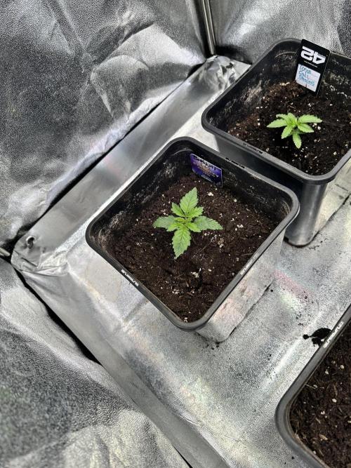 Eternity Cup 26 Zamnesia StickyBroccoli. Week 2