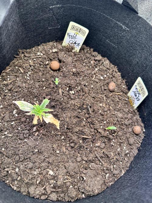 Eternity Cup 26 Zamnesia StickyBroccoli. Week 2