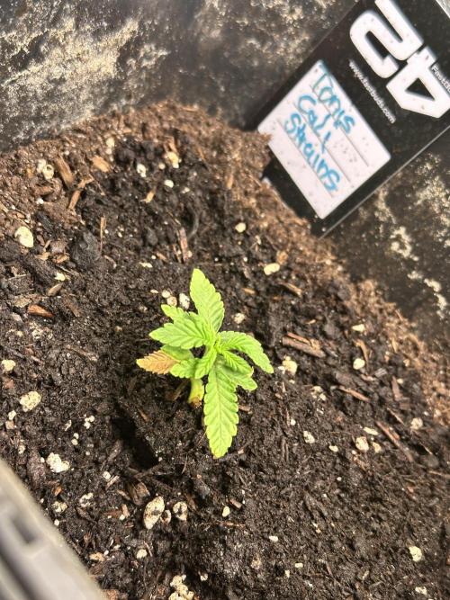 Eternity Cup 26 Zamnesia StickyBroccoli. Week 2