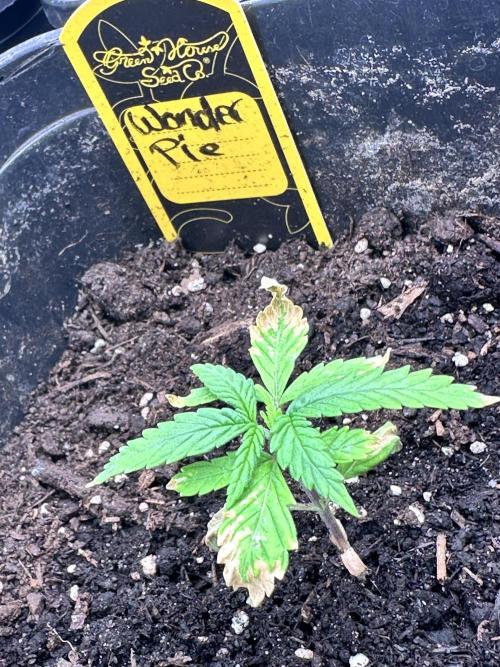 Eternity Cup 26 Zamnesia StickyBroccoli. Week 2