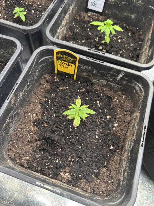 Eternity Cup 26 Zamnesia StickyBroccoli. Week 3