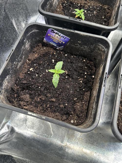 Eternity Cup 26 Zamnesia StickyBroccoli. Week 3