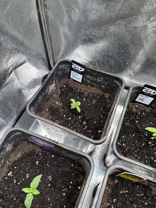 Eternity Cup 26 Zamnesia StickyBroccoli. Week 3