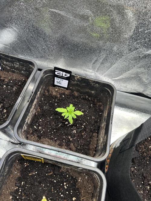 Eternity Cup 26 Zamnesia StickyBroccoli. Week 3