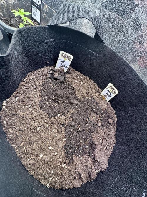 Eternity Cup 26 Zamnesia StickyBroccoli. Week 3