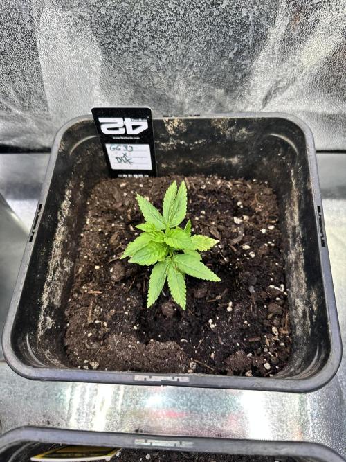 Eternity Cup 26 Zamnesia StickyBroccoli. Week 3