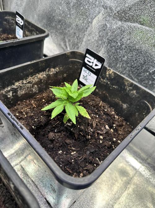 Eternity Cup 26 Zamnesia StickyBroccoli. Week 3