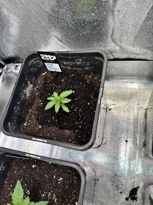 Eternity Cup 26 Zamnesia StickyBroccoli. Week 3