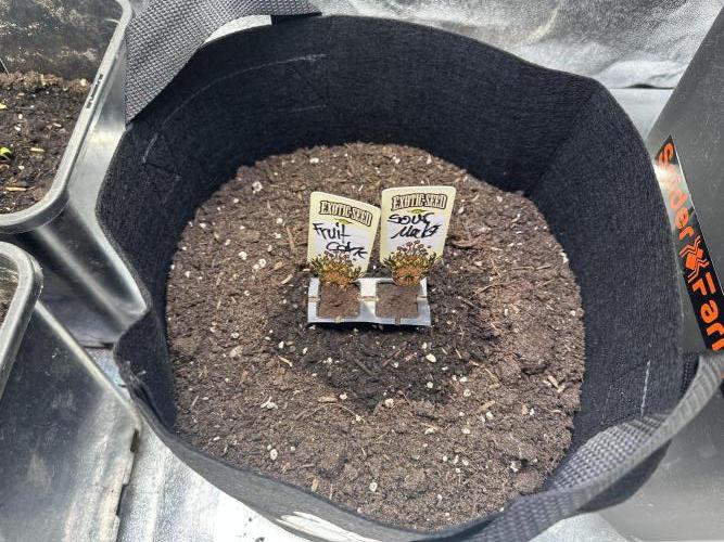 Eternity Cup 26 Zamnesia StickyBroccoli. Week 2