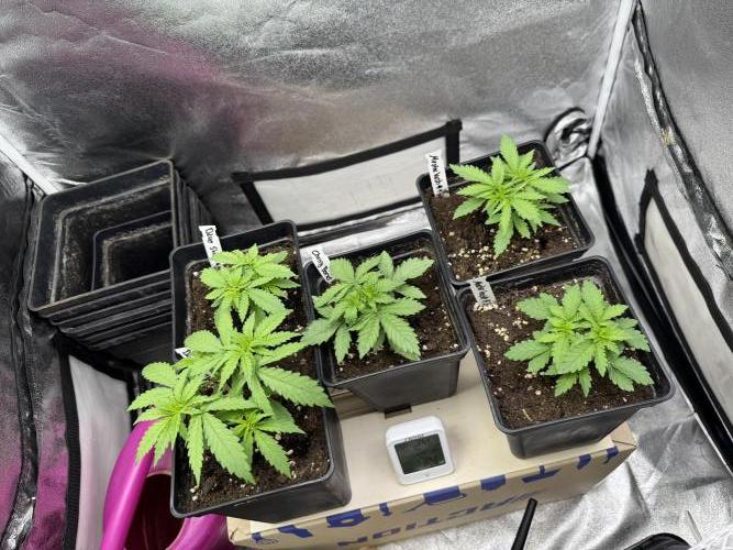 Letzter Grow 07/25. Week 3