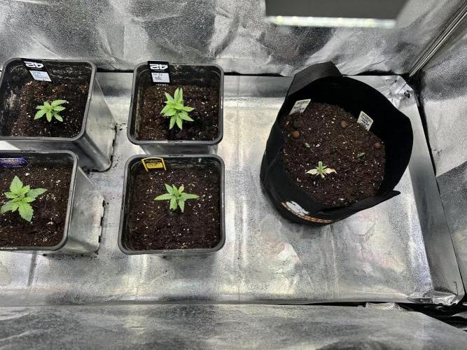 Eternity Cup 26 Zamnesia StickyBroccoli. Week 2