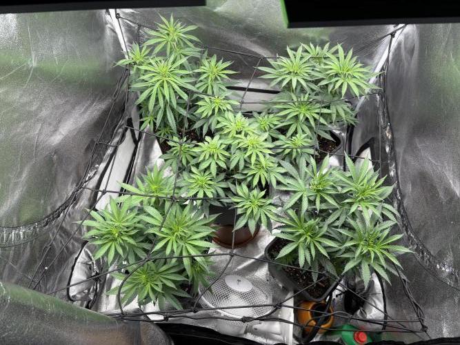 Letzter Grow 07/25. Week 3