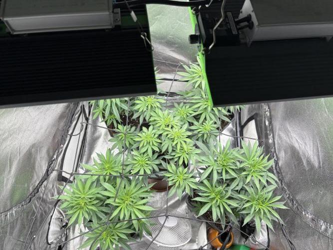 Letzter Grow 07/25. Week 3