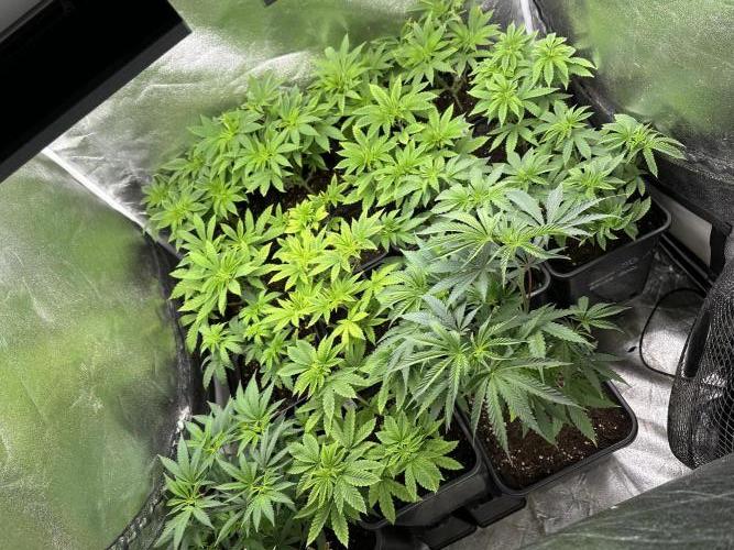 SeedTest für Reales 2026 +  UVM. Week 9