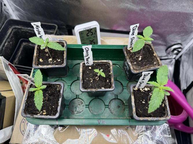 Letzter Grow 07/25. Week 0