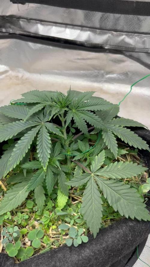 SF x Gorilla Glue 4# - Latitude Seeds