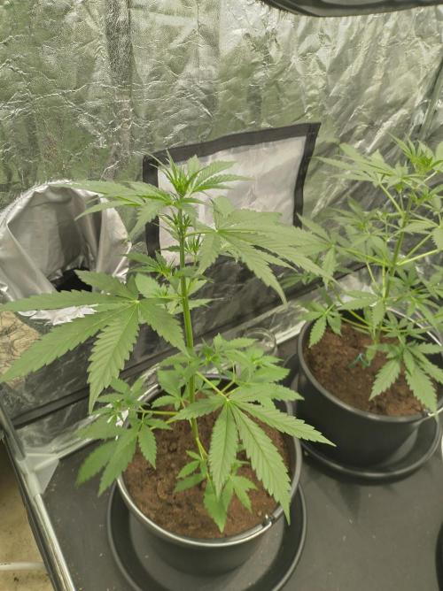 First time autoflower. Week 3