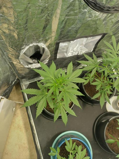 First time autoflower. Week 3