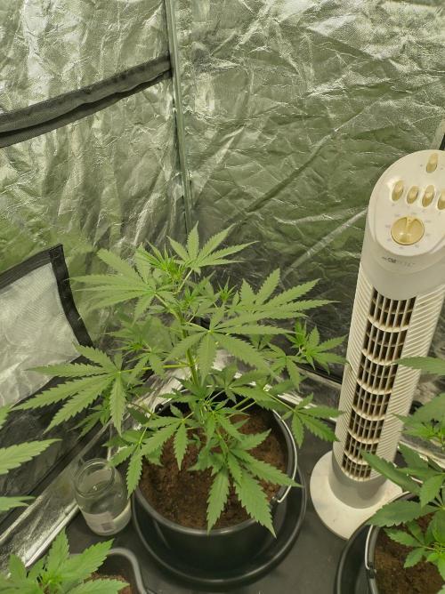 First time autoflower. Week 3