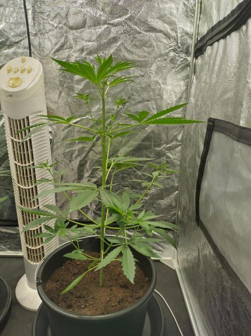 First time autoflower. Week 3