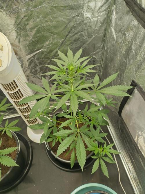 First time autoflower. Week 3