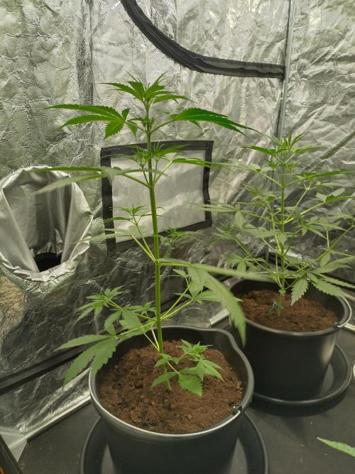 First time autoflower. Week 3