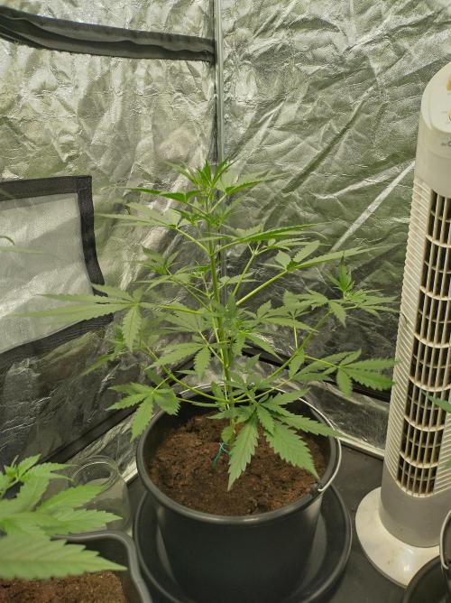 First time autoflower. Week 1