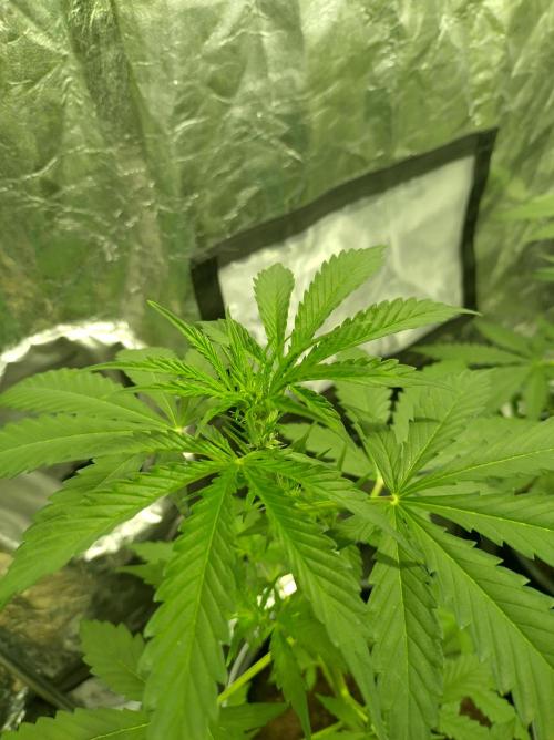 First time autoflower. Week 1