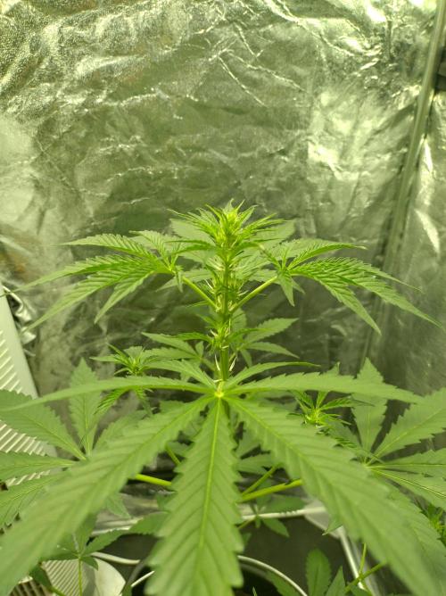 First time autoflower. Week 1