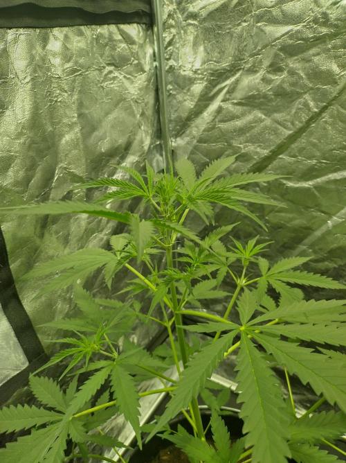 First time autoflower. Week 1