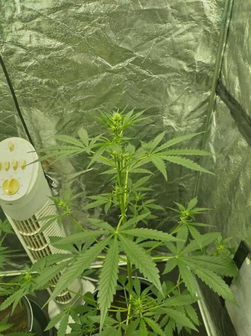 First time autoflower. Week 1