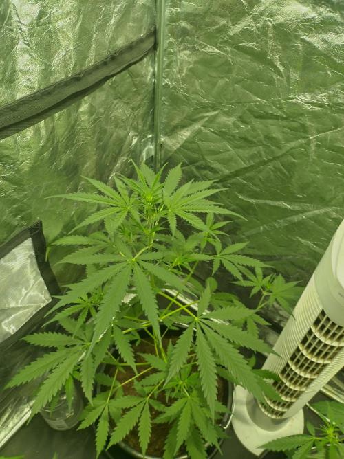 First time autoflower. Week 1