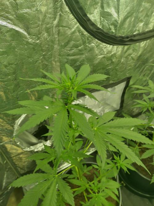 First time autoflower. Week 1