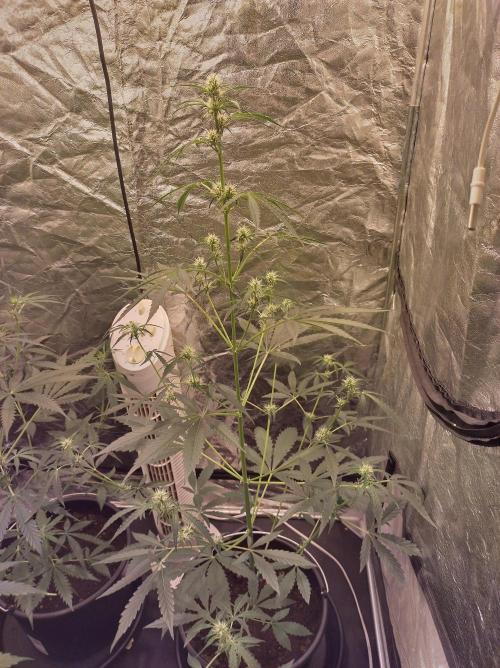 First time autoflower. Week 1