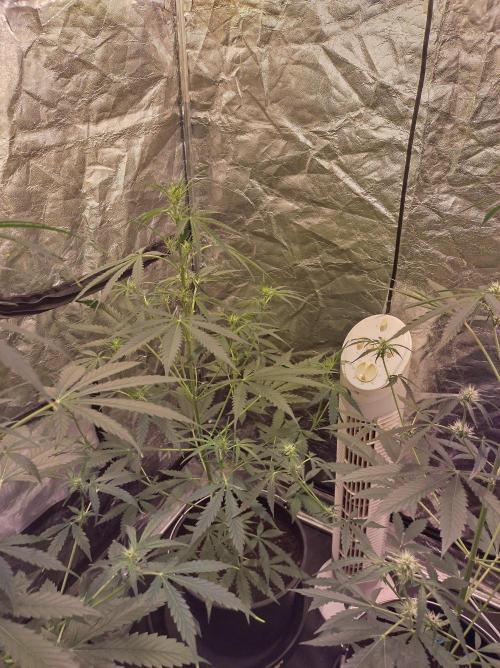 First time autoflower. Week 1