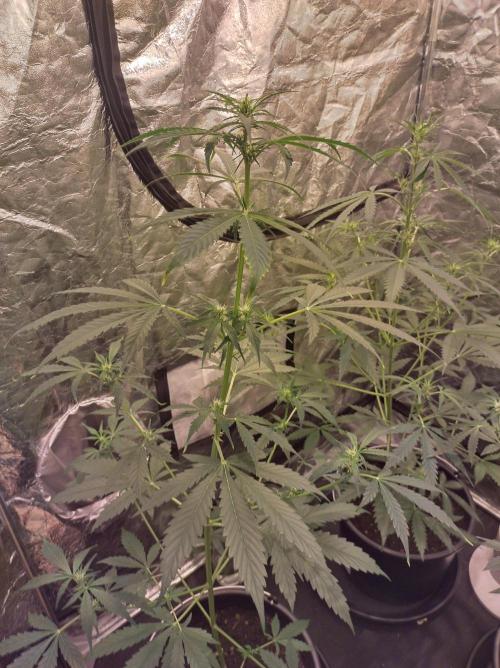 First time autoflower. Week 1