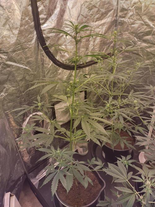 First time autoflower. Week 1
