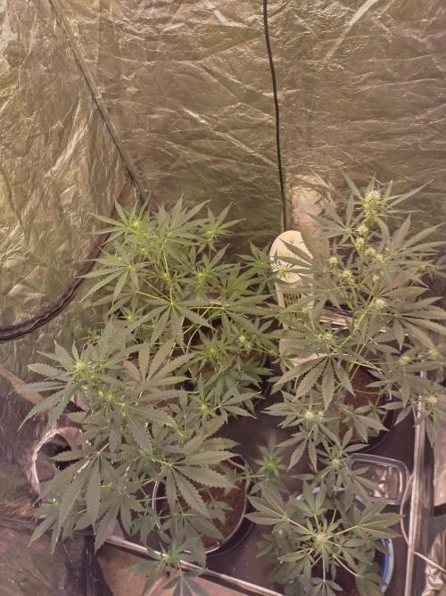 First time autoflower. Week 1