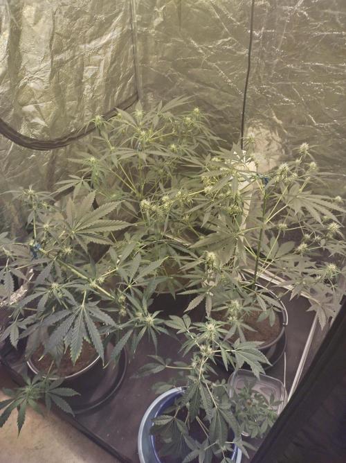 First time autoflower. Week 1