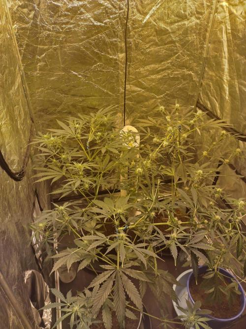 First time autoflower. Week 1