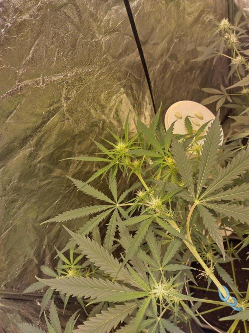 First time autoflower. Week 1