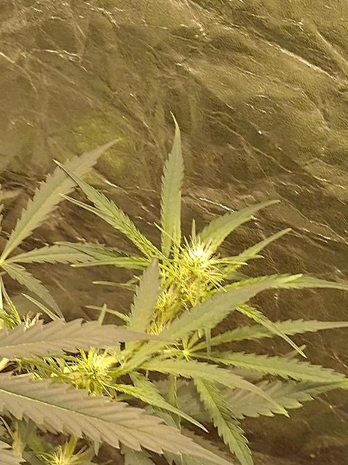 First time autoflower. Week 1