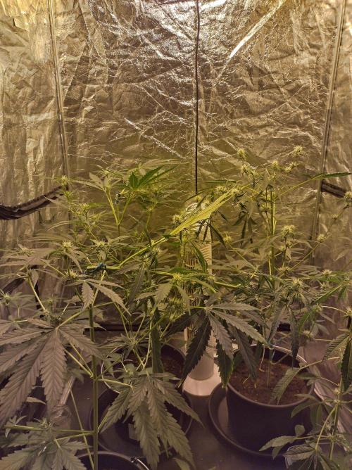 First time autoflower. Week 2