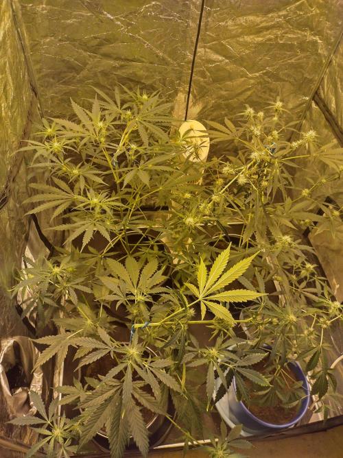 First time autoflower. Week 2