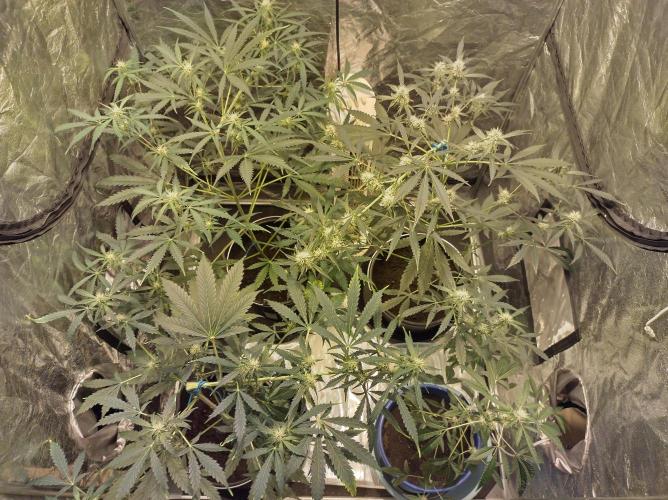First time autoflower. Week 2
